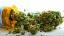 Schizophrénie et mauvaises herbes: le cannabis est-il utile ou néfaste?