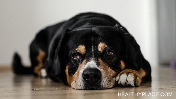 Votre chien connaît la dépression et peut vous aider à traverser même les moments les plus difficiles. Mon chien m'aide à travers mes épisodes dépressifs à chaque fois. 