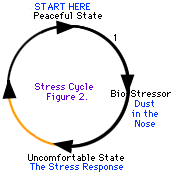 Certains cycles de stress sont plus faciles à traverser que d'autres