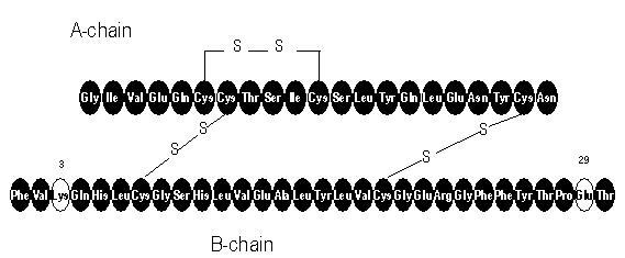 Apidra Structural Formula