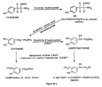 Processus biochimique L Tyrosine