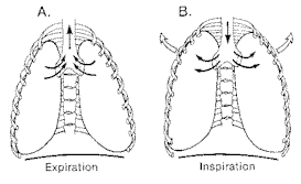 Figure de respiration thoracique