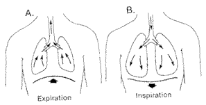 Figure de respiration diaphragmatique
